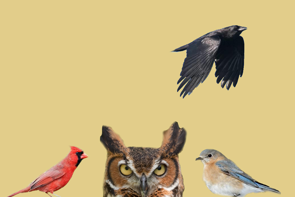 Four different birds