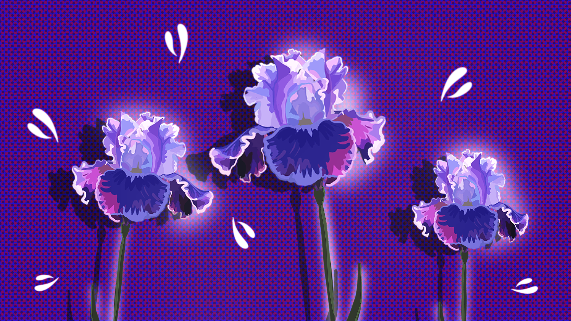 Image of Iris flowers