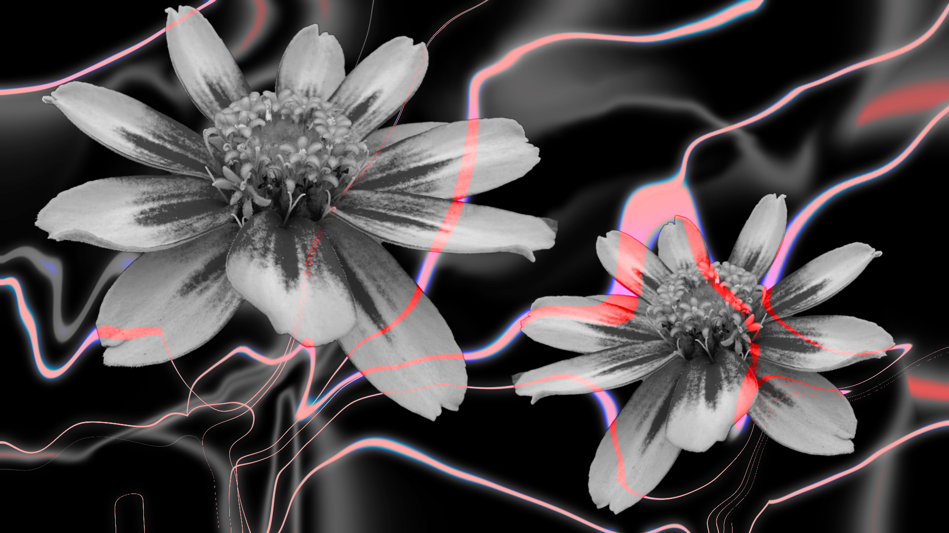 image of grey flowers on a black 