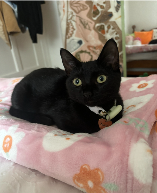 Black cat sitting on a pink blanket