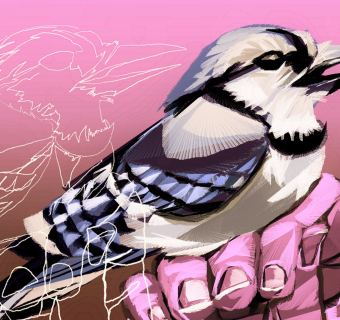 a bird with blue-black wings sitting on a hand