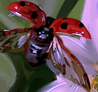 image of a ladybug taking flight
