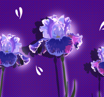 Image of Iris flowers