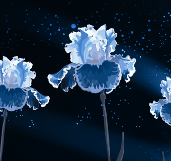image of iris flowers