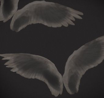 angel wings on blackground