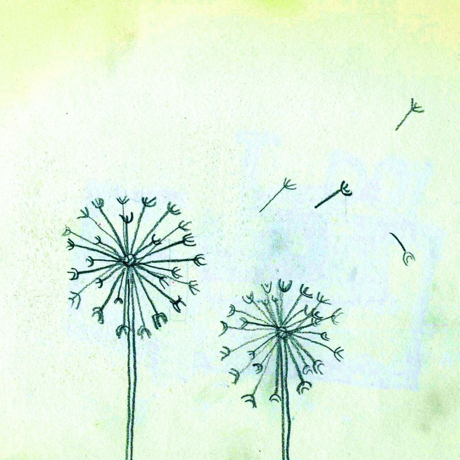 Dandelions in the wind