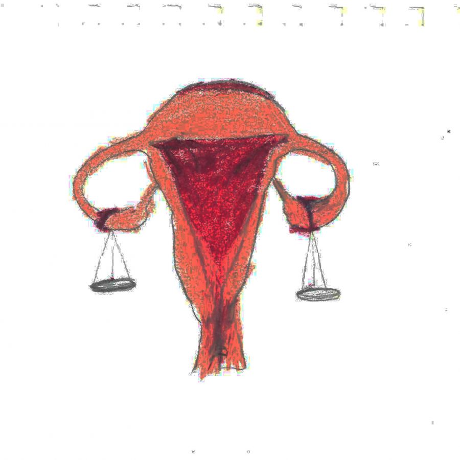 Hand-drawn photo of ovaries with two scales hanging off of them.