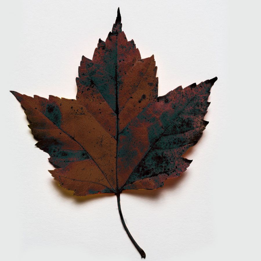 Brown leaf