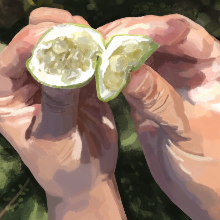 two hands holding a passion fruit
