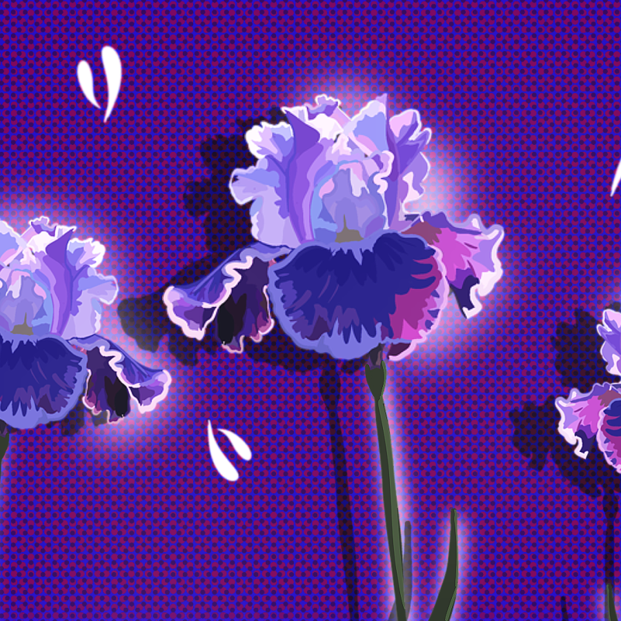 Image of Iris flowers