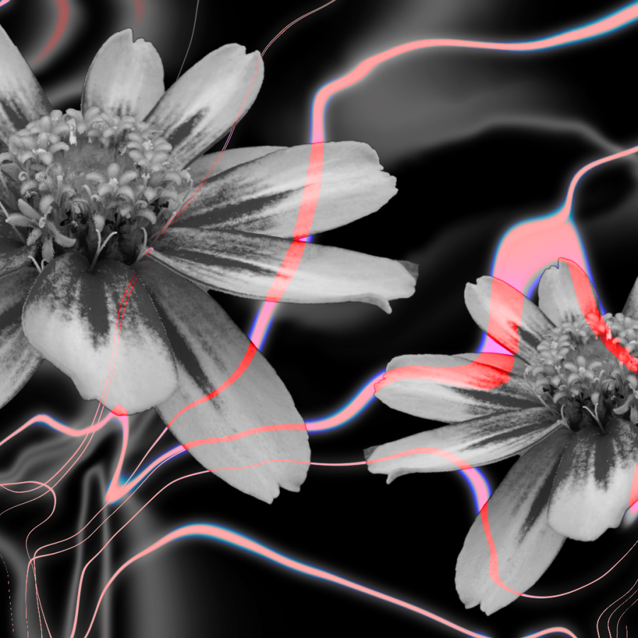 image of grey flowers on a black