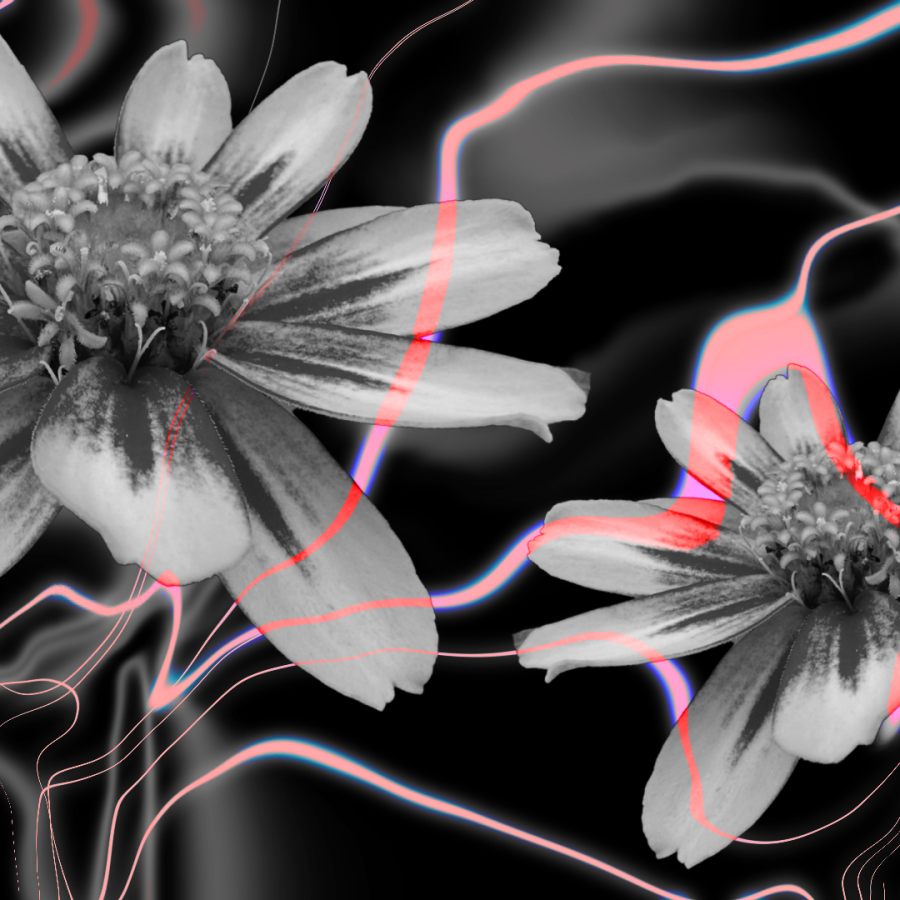 image of grey flowers on a black 