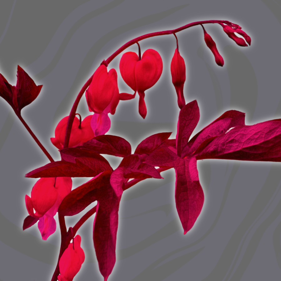 image of red flowers on grey background