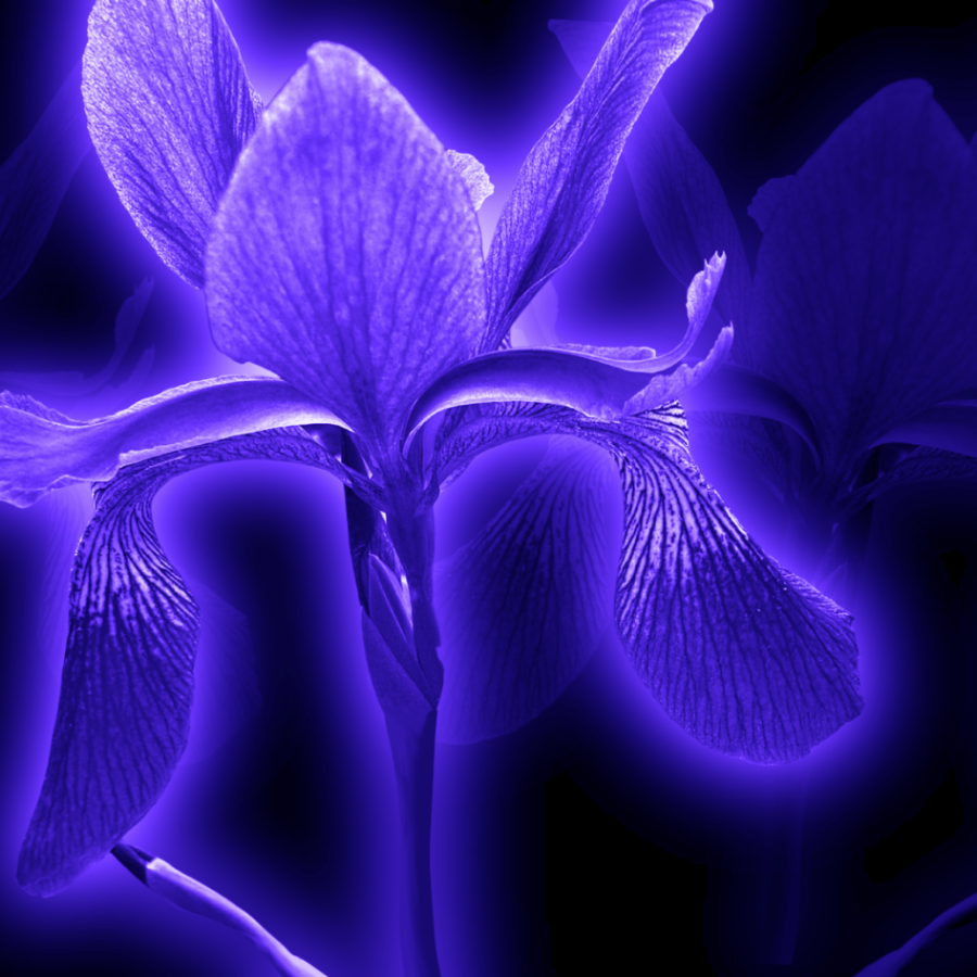 image of purple flowers on black background
