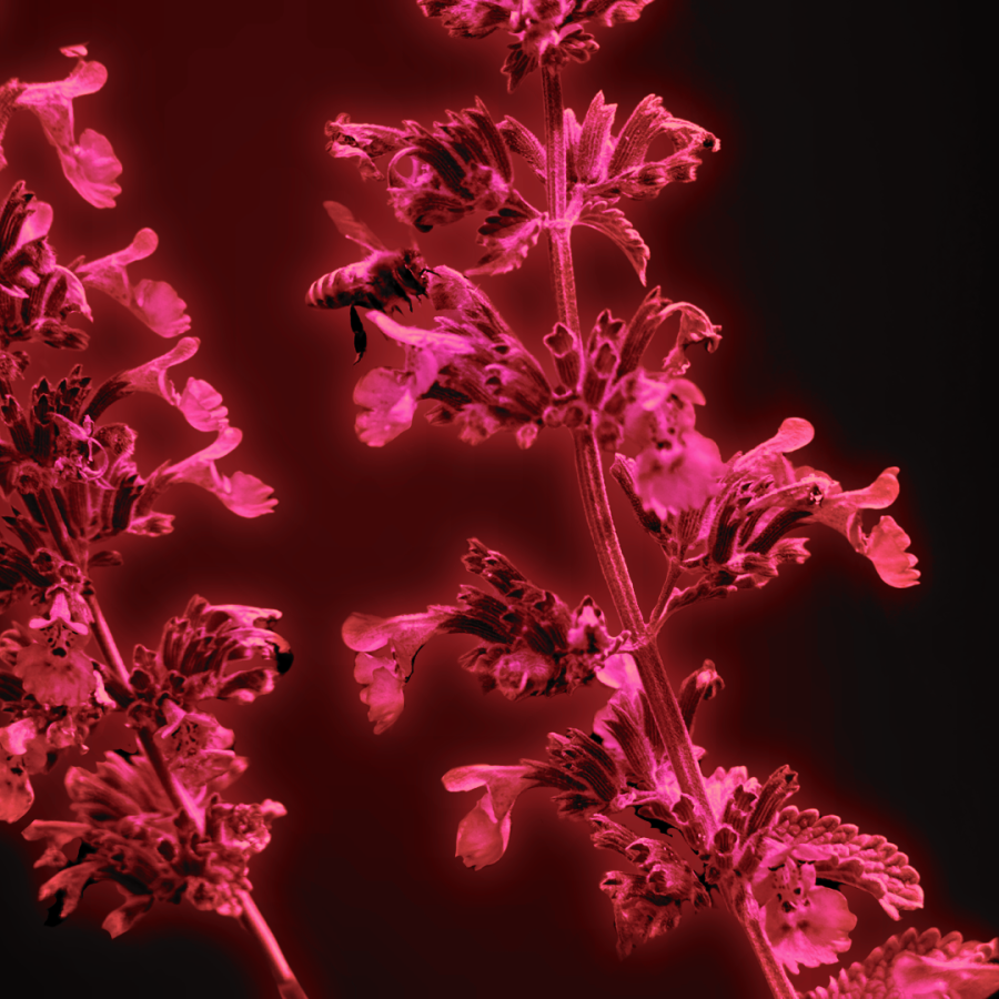 image of red flowers on a black background