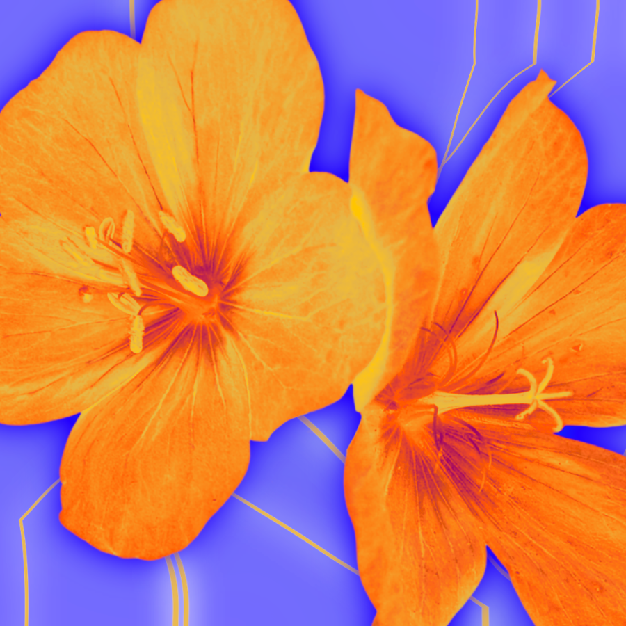 image of orange flowers on a purple background