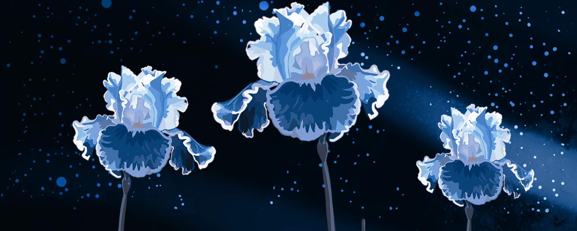 image of iris flowers