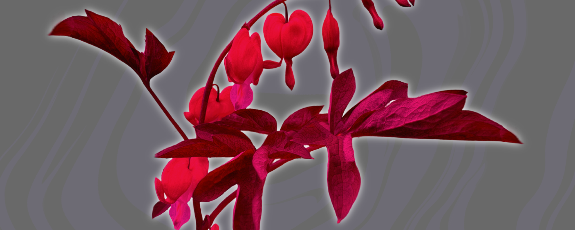 image of red flowers on grey background
