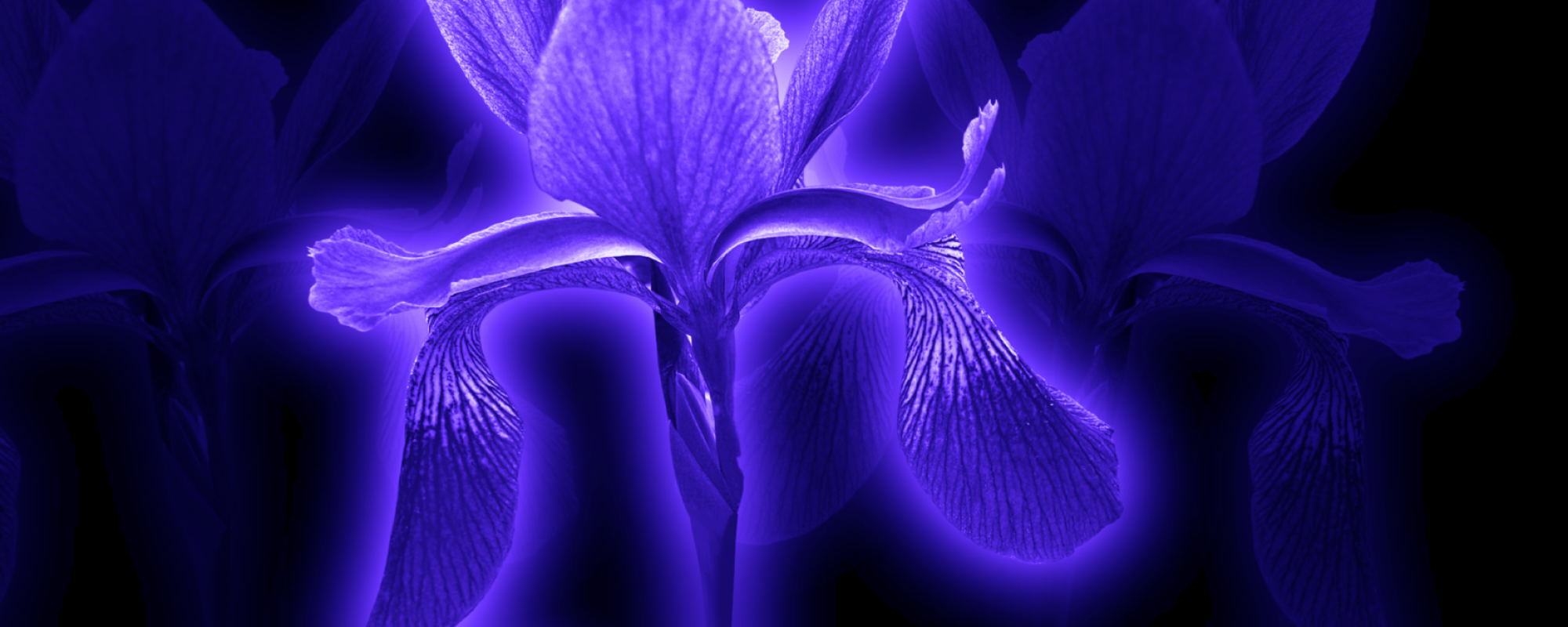 image of purple flowers on black background