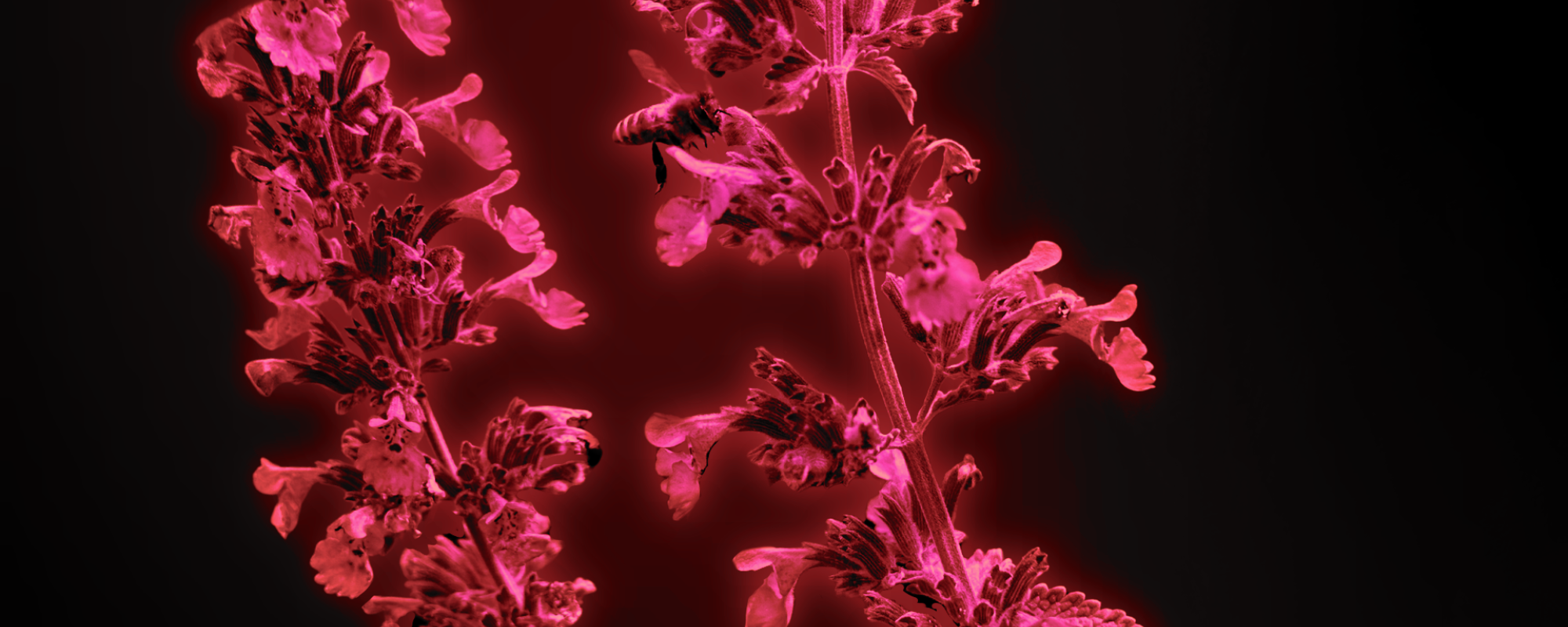 image of red flowers on a black background