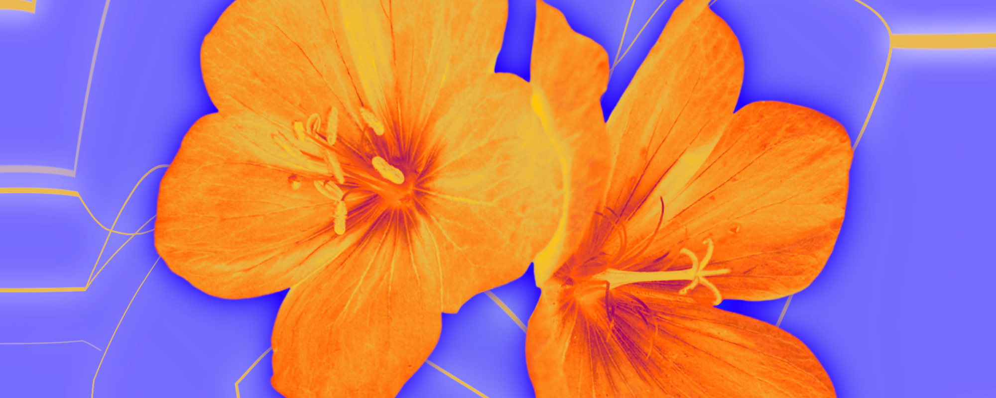 image of orange flowers on a purple background