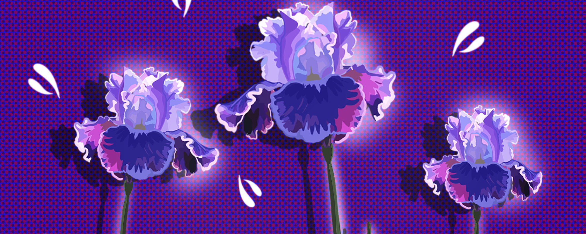 iris flowers