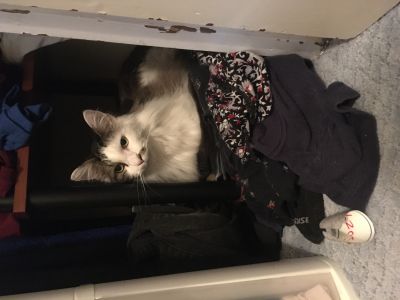 susannah's cat mercury tucked in a closet