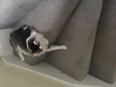 mercury sitting on a carpeted stair step